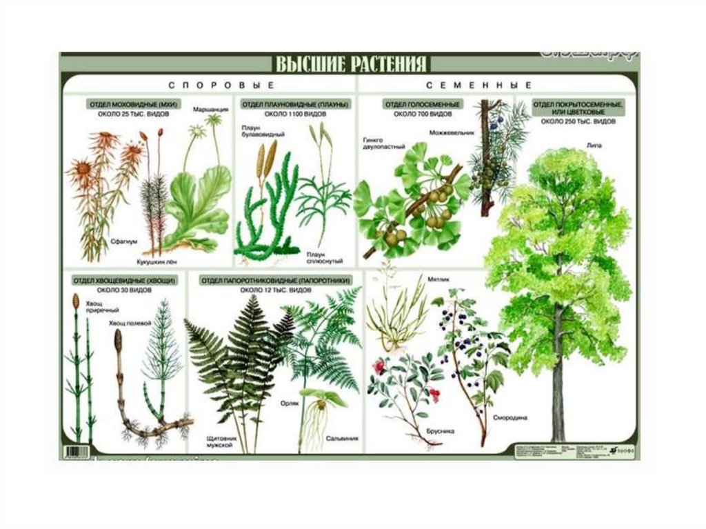 Высшие растения значение. Высшие растения. Царство растений. Отделы высших растений. Классификация растений.