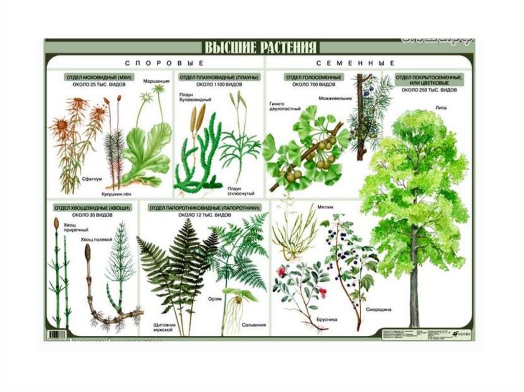 Биология растения 7. Высшие и низшие растения. Высшие растения. Разнообразие высших растений. Строение высших и низших растений.