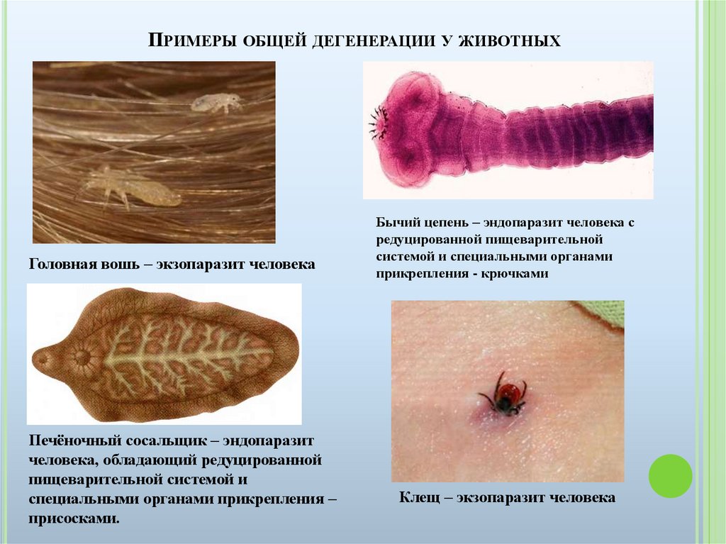 Общая дегенерация паразитов