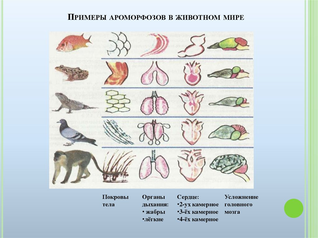 Эволюционные изменения млекопитающих. Ароморфозы в дыхательной системы хордовых животных. Системы органов позвоночных животных. Ароморфоз примеры у животных. Ароморфозы животных в процессе эволюции.