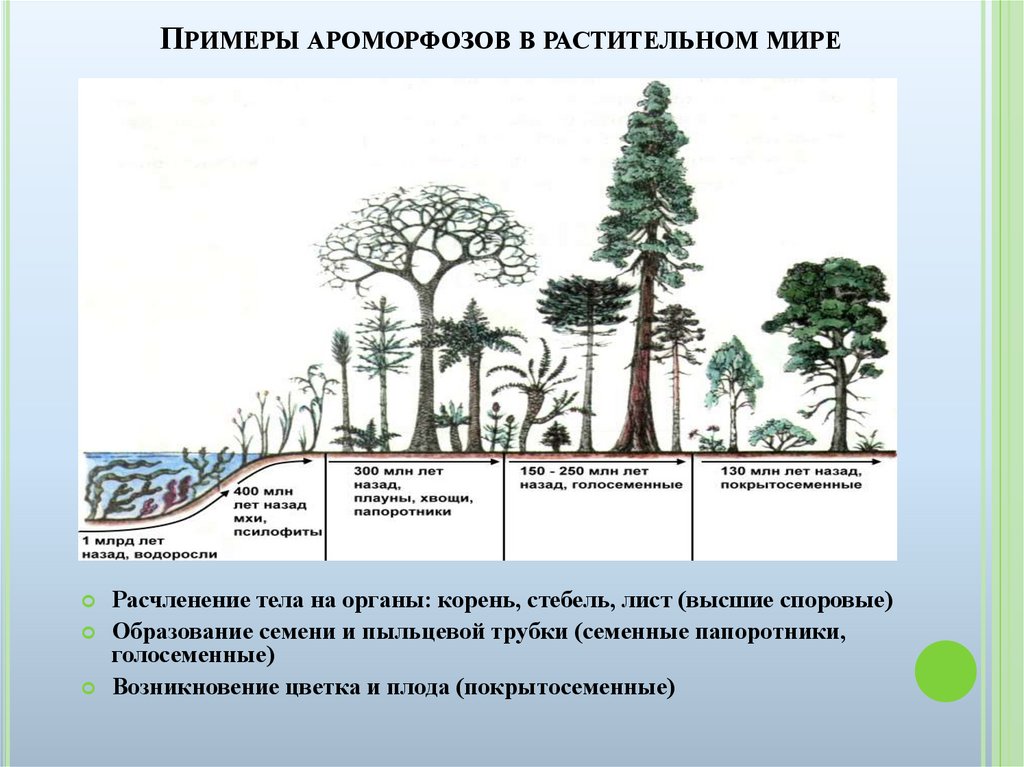Ароморфоз покрытосеменных примеры. Этапы эволюции растений. Эволюция наземных растений.