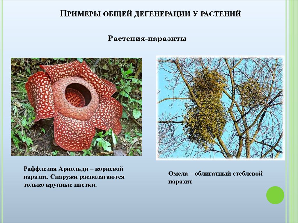 Распределите предложенные растения по группам полупаразиты паразиты. Повилика заразиха раффлезия. Растения паразиты 5 класс биология. Облигатные паразиты растений. Растения порозьы.