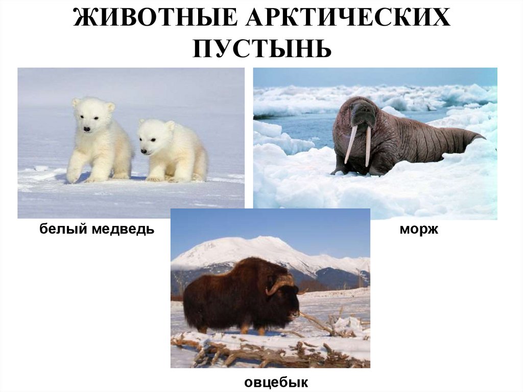 Животные арктической природной зоны. Животные арктических и антарктических пустынь. Типичные животные арктических пустынь. Животные арктических пустынь России. Животные арктической пустыни в России.