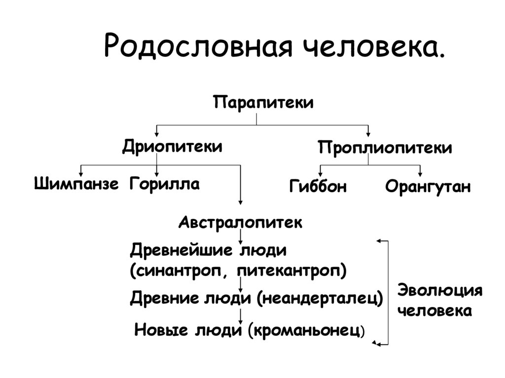 Эволюционное древо человека схема