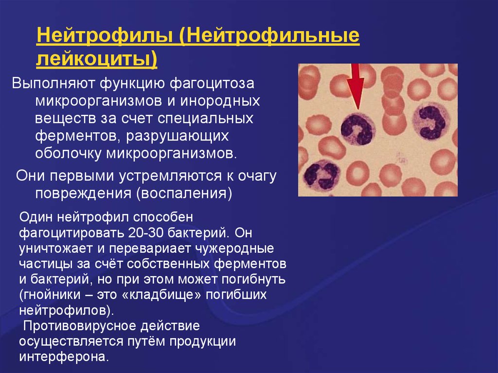Лейкоцитоз нейтрофилез. Функции нейтрофильного лейкоцитоза. Нейтрофильные лейкоциты. Нейтрофильные лейкоциты функции. Роль нейтрофилов в воспалении.