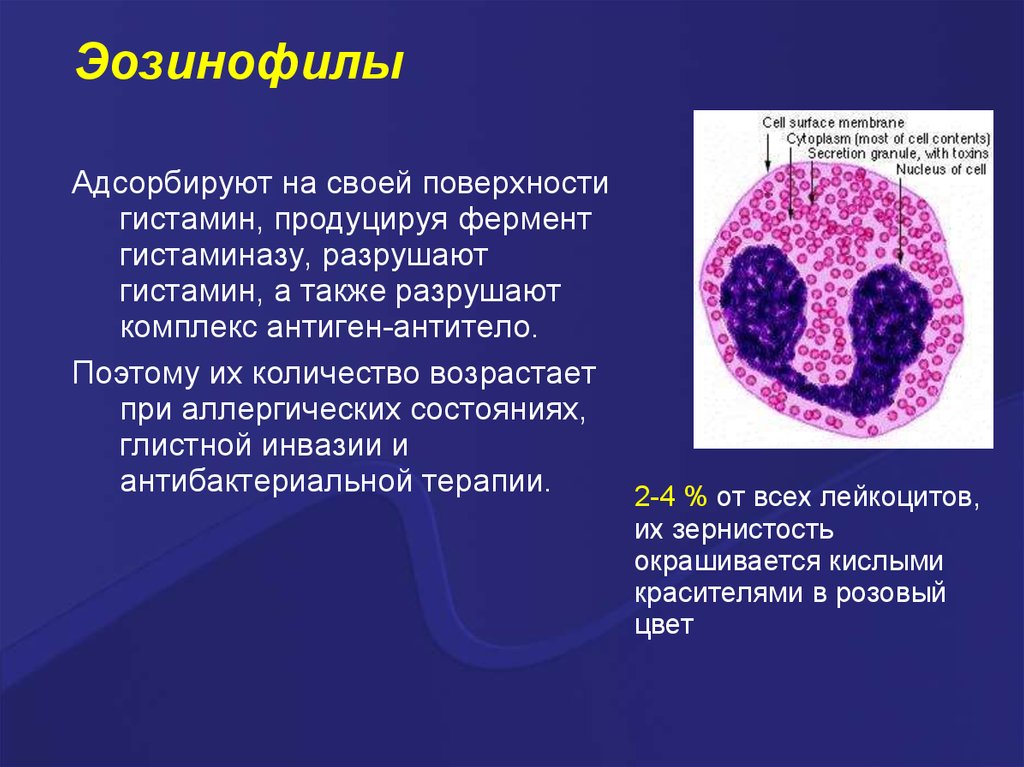 Сколько эозинофилах. Строение эозинофильных лейкоцитов. Эозинофилы строение гистология. Эозинофилы функции гистология. Регуляторные ферменты эозинофилов.