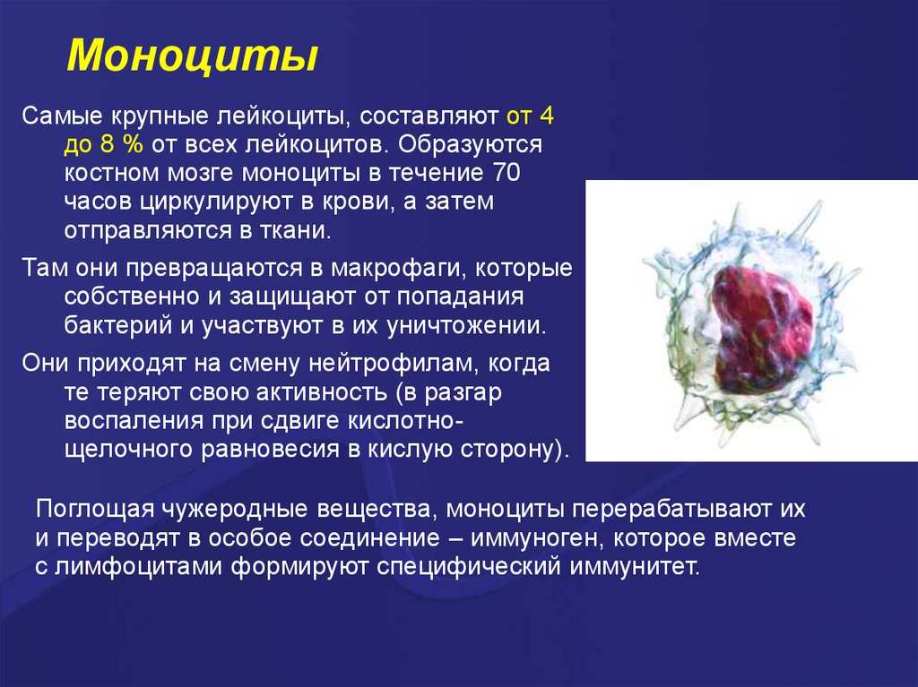 Лейкоциты крови способны. Макрофаги это лейкоциты. Лейкоциты при аллергии. Самые крупные лейкоциты. Лейкоциты моноциты.