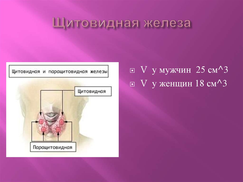 Щитовидная железа презентация