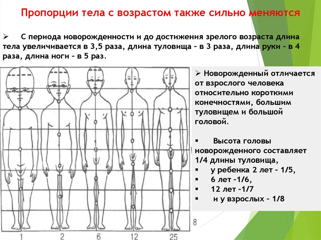Скольки человек. Возрастные пропорции тела. Возрастные изменения пропорций тела. Пропорции человека Возраст. Пропорции человека в разном возрасте.