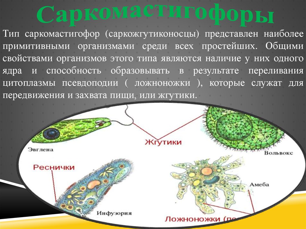 Простейшие основная информация. Характеристика типа Sarcomastigophora (Саркомастигофора).. Саркожгутиконосцы. Саркожгутиконосцы строение. Саркожгутиконосцы представители.