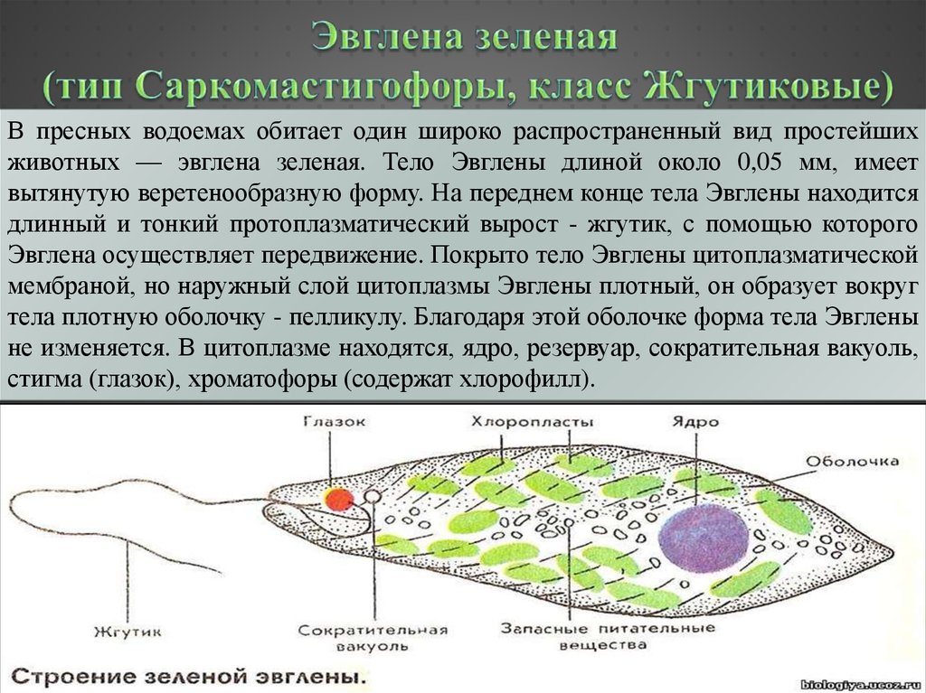 Форма тела эвглены. Ядерный аппарат эвглены зеленой. Эвглена зеленая биология 7 класс. Эвглена строение питание. Что такое эвглена в биологии 5 класс.