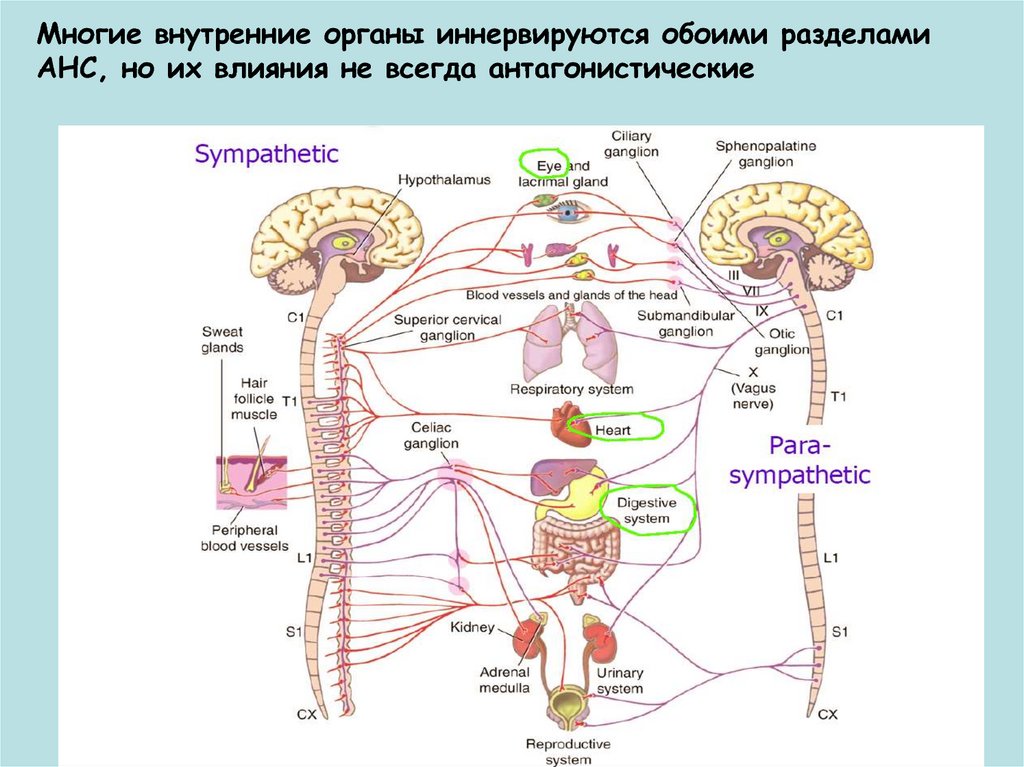 Внутренние органы и иннервируются нервной. Как иннервируются органы. Внутренние органы иннервируются за счет. Автономная нервная система задания.