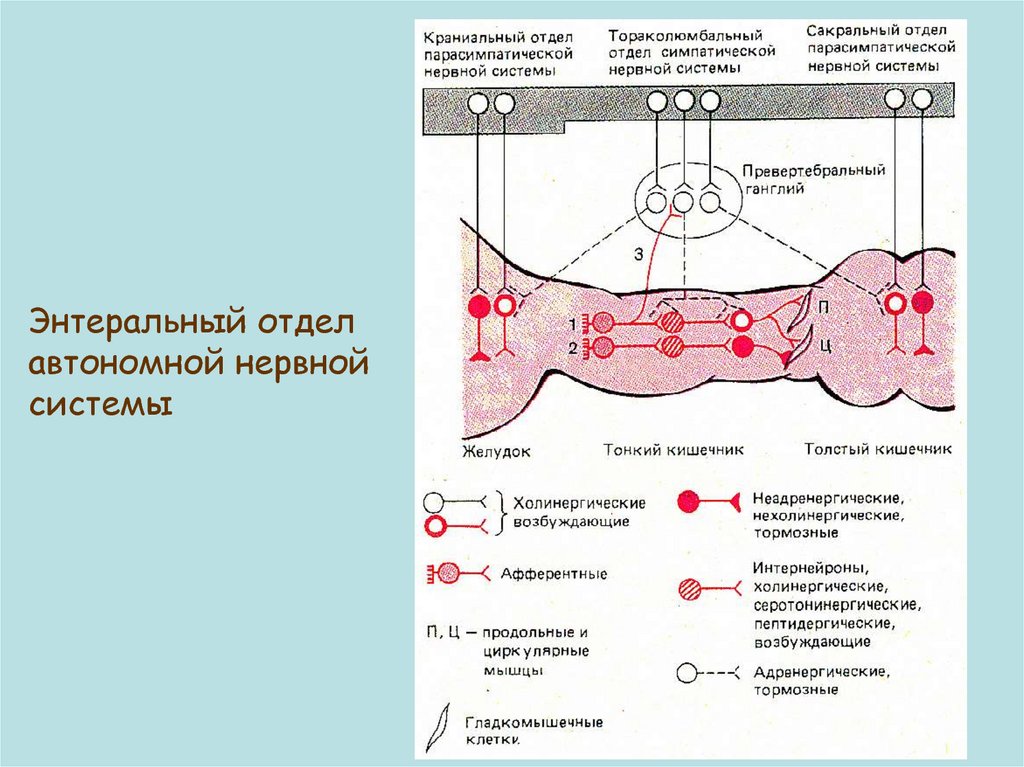 Энтеральная нервная система. Парасимпатический отдел анс. Краниальный отдел парасимпатической нервной системы. Парасимпатическая вазодилатация.