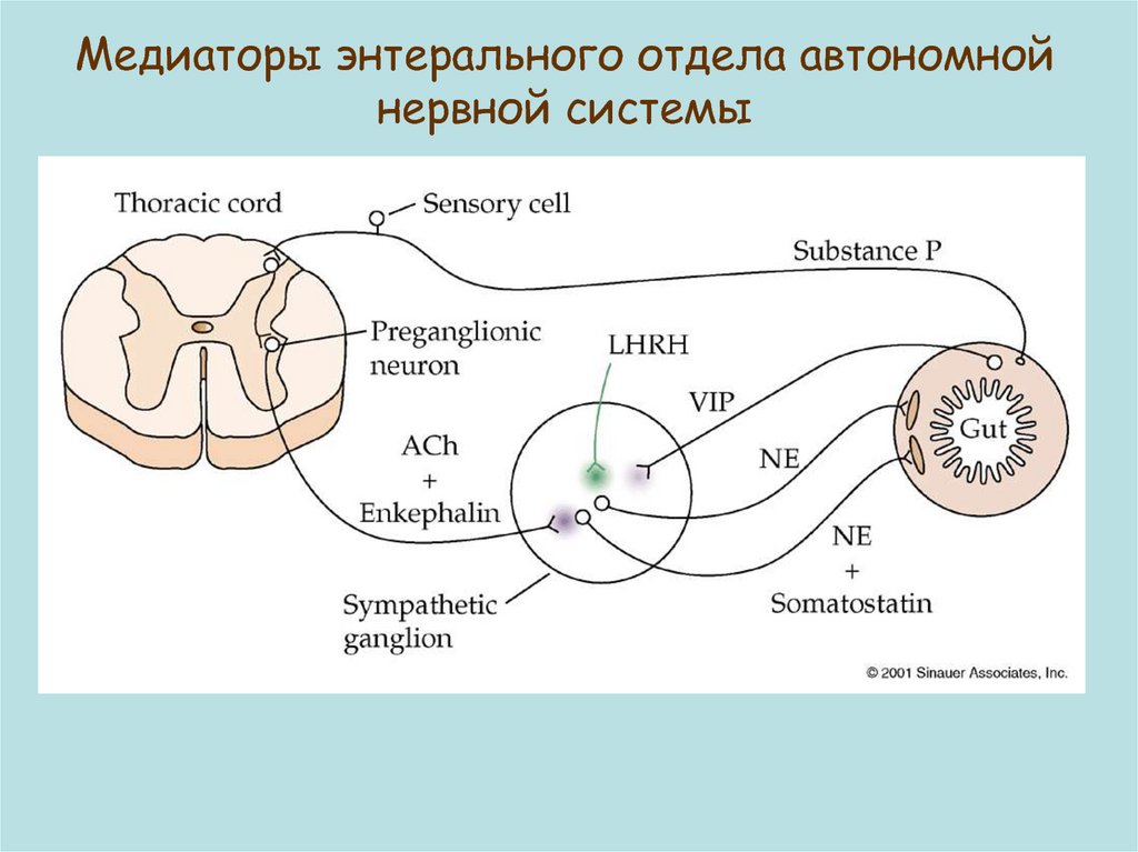 Энтеральная нервная система. Энтеральной нервной системы. Энтеральная нервная система кишечника. Функции энтеральной нервной системы.