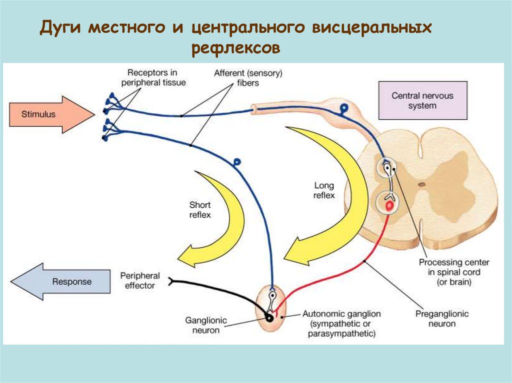 Моторные нервные окончания иннервируют