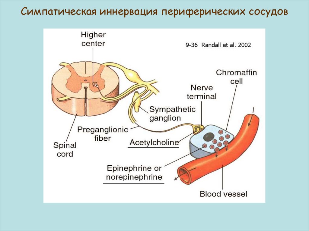 Иннервация сосудов. Симпатическая иннервация сосудов. Иннервация сосудов физиология. Особенности иннервации сосудов.