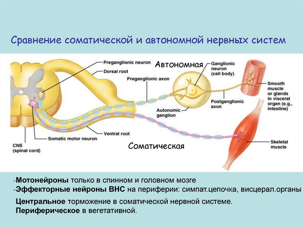 Работа соматической нервной системы подчинена воле человека. Нервная система соматическая и вегетативная схема. Функции соматической нервной системы. Волокна соматической нервной системы. Соматическая нервная система схема.
