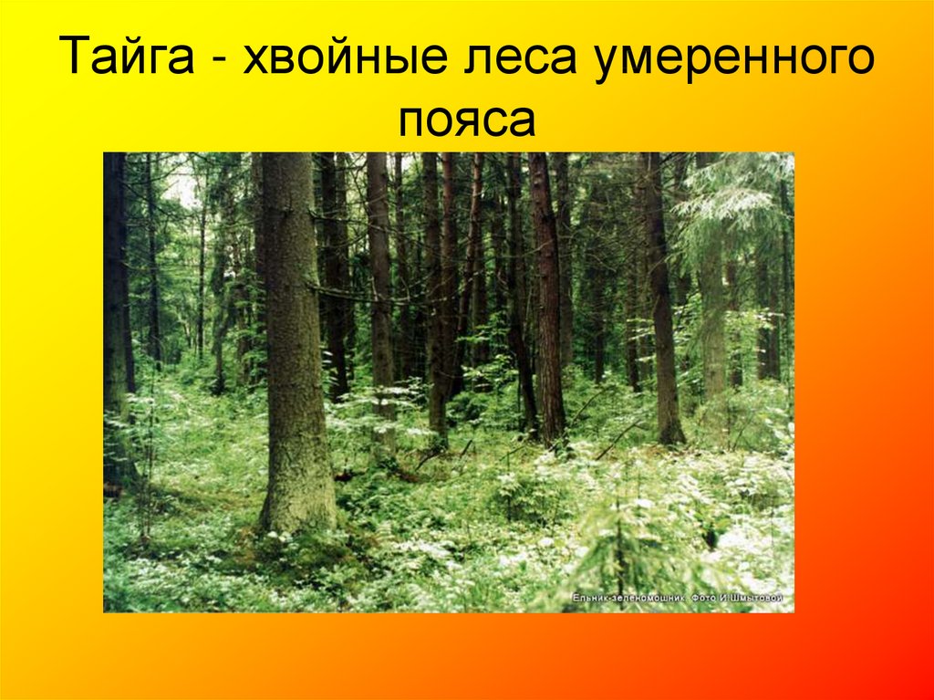 Лесной пояс россии. Хвойные и мелколиственные леса умеренного пояса:. Леса умеренного пояса. Леса умеренного пояса в тайге. Тайга хвойные леса растения.
