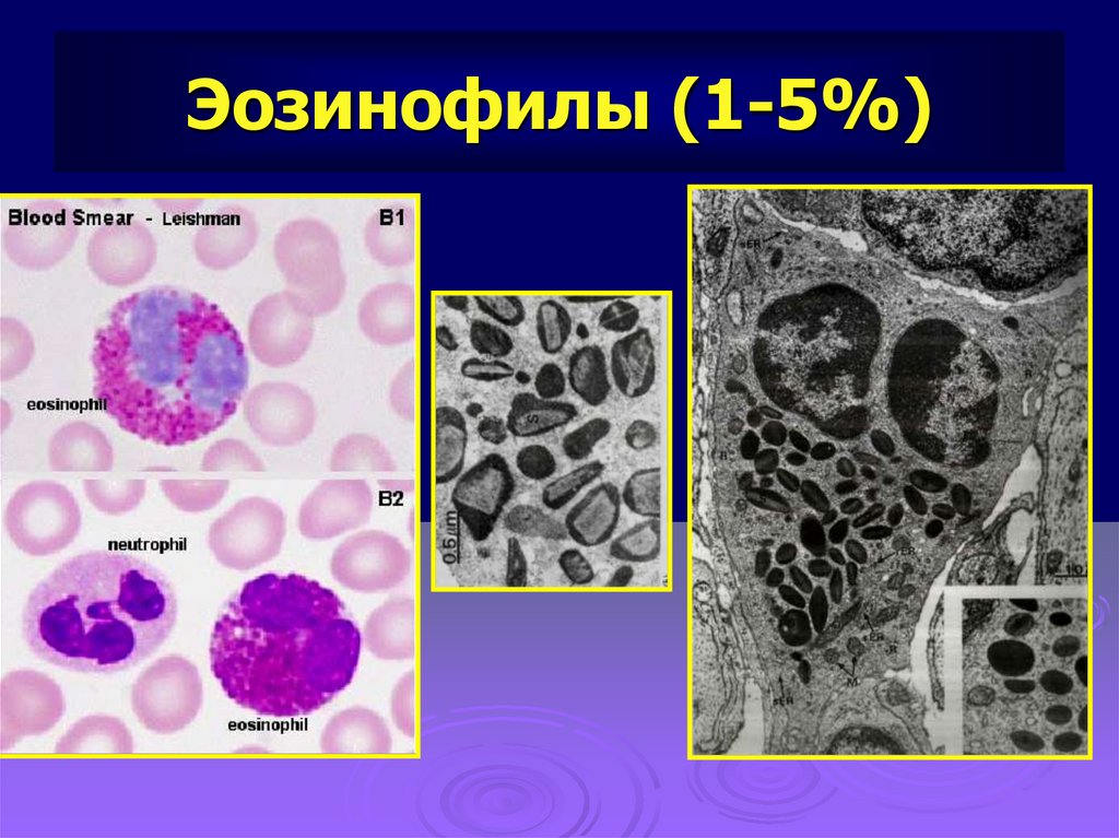 Кровь эозинофилы 10. Эозинофилы строение клетки. Эозинофилы 1. Эозинофилы рисунок. Эозинофилы функции гистология.