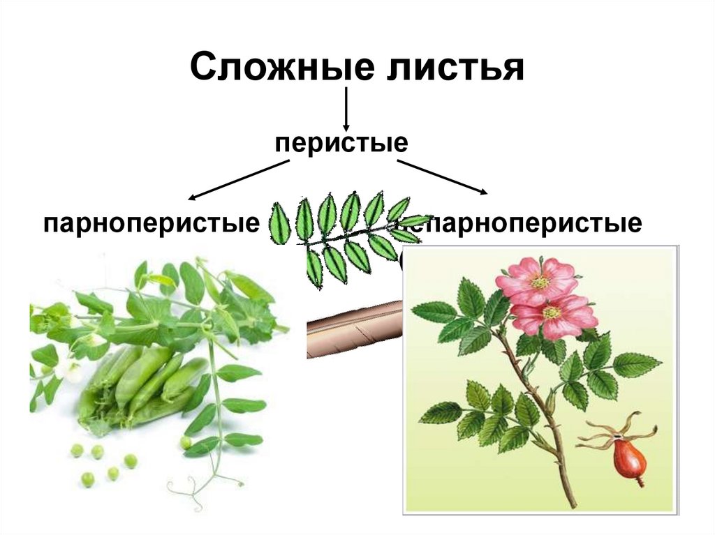 Строение листьев презентация. Внешнее строение листа акации.