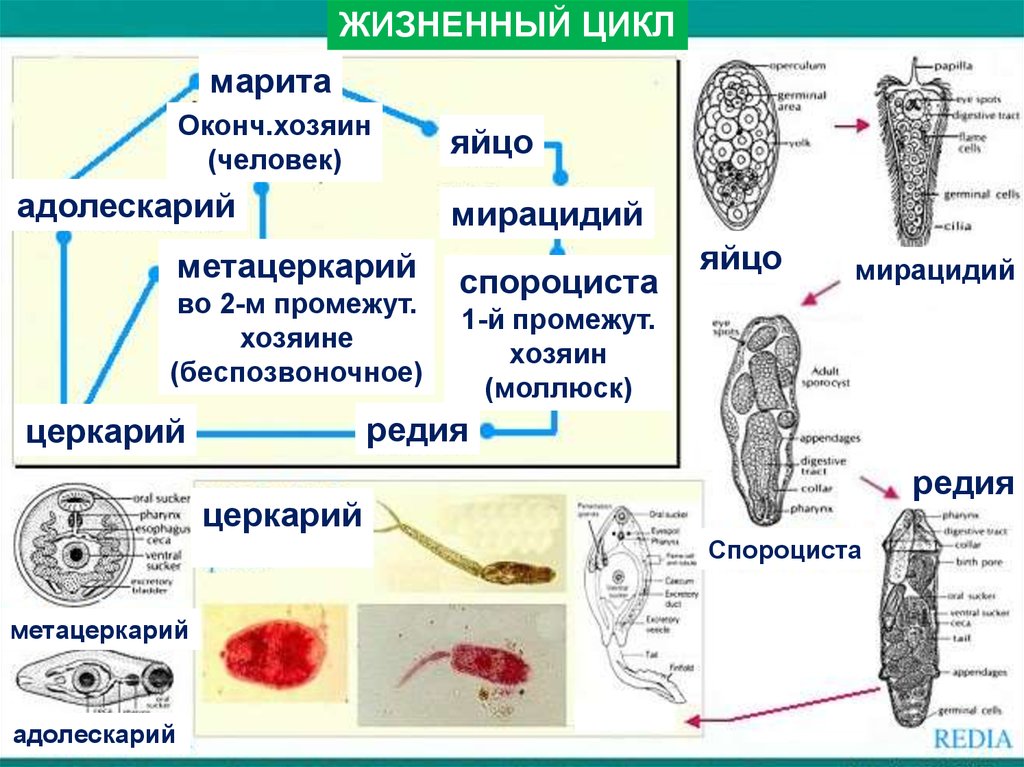 Сосальщики представители. Церкарий Марита адолескарий яйцо мирацидий. Адолескарий трематод. Марита трематоды. Марита мирацидий спороциста церкарий метацеркарий.