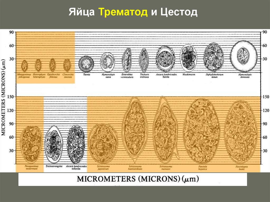 Цестоды трематоды