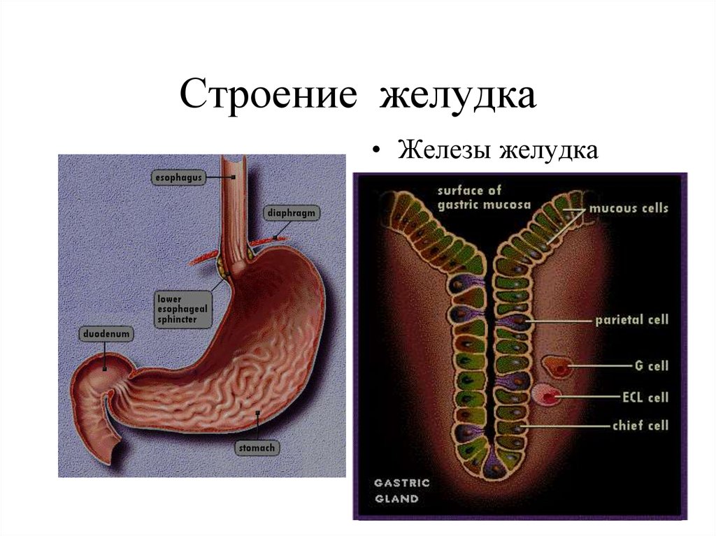 Влияние пищеварительных желез. Железы желудка анатомия. Строение желез желудка. Строение желудка анатомия.