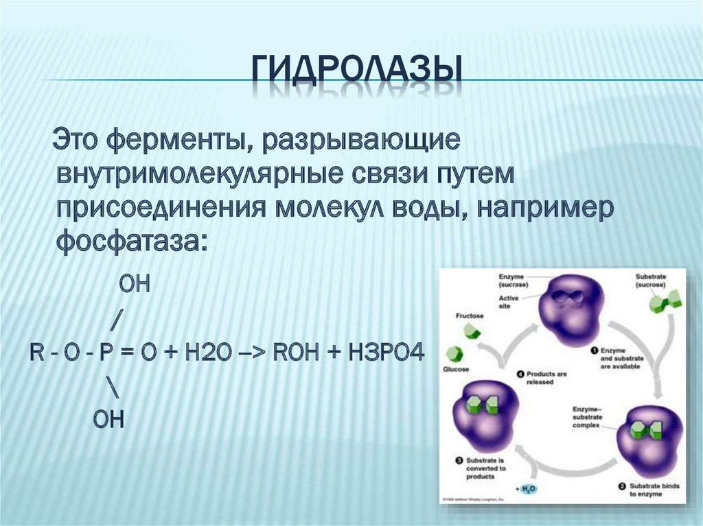 Гидролазы