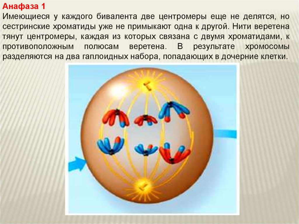 Анафаза 2. Анафаза мейоза 1. Анафаза 1 и 2. Анафаза мейоза 1 и 2.