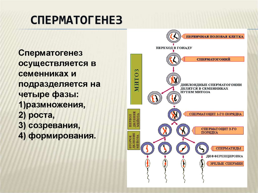 Особенности сперматогенеза у мужчин