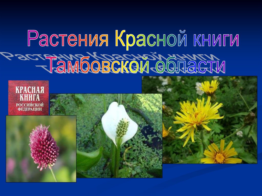 Красная книга татарстана растения фото и описание