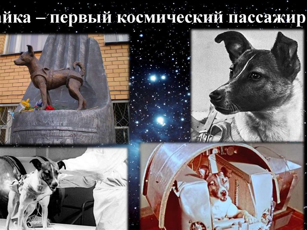 Лайка 1 собака в космосе. Собака лайка 1957. Собака которая первая летала в космос. Собаки космонавты. Лайка первый космонавт.
