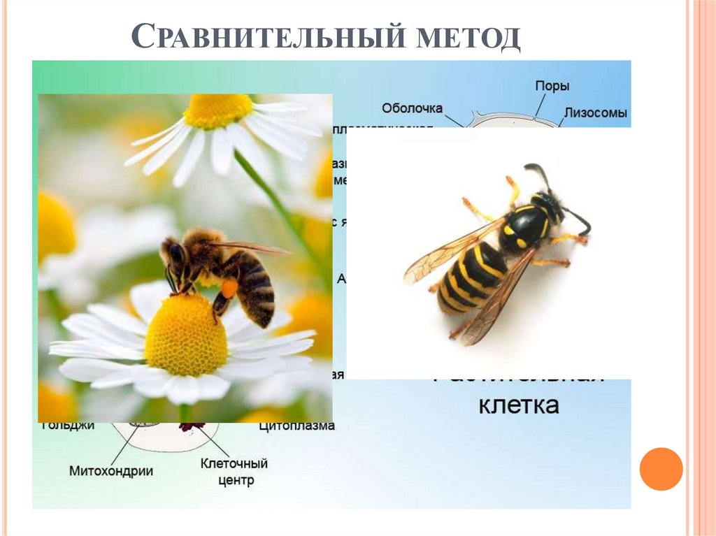 Методы сравнения изображений