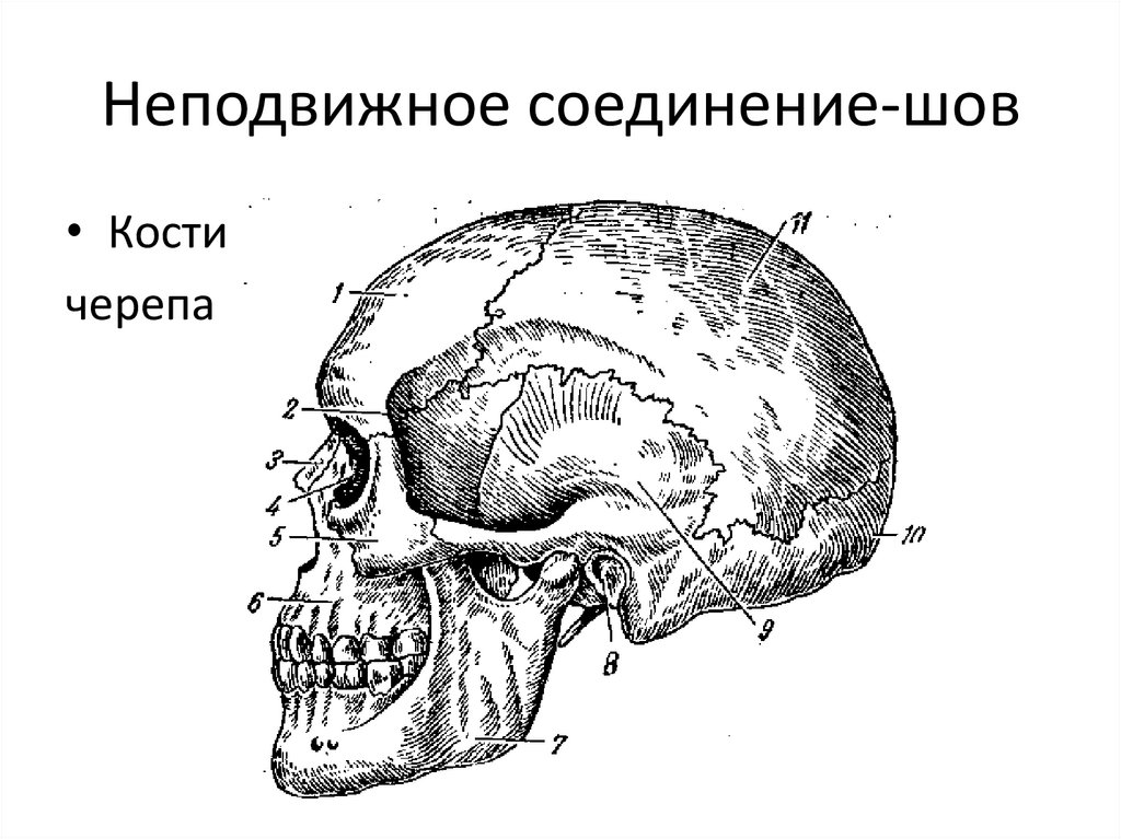 Все кости черепа соединены друг с другом. Часть ОДС В черепе.
