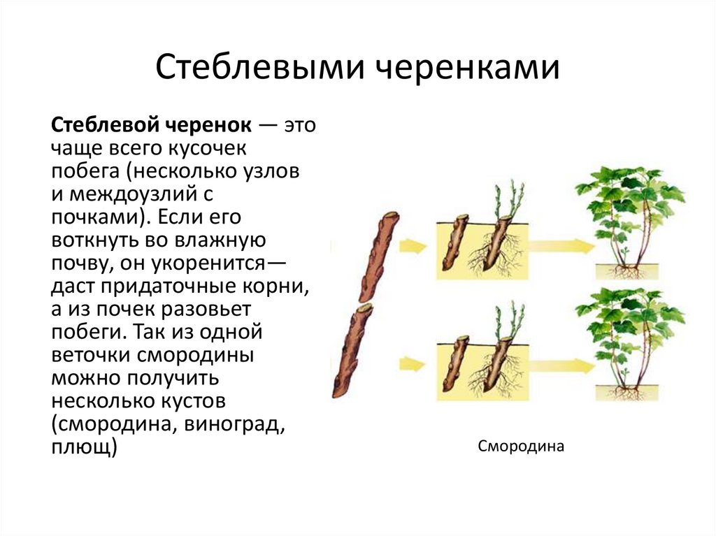 Функция корня стебля