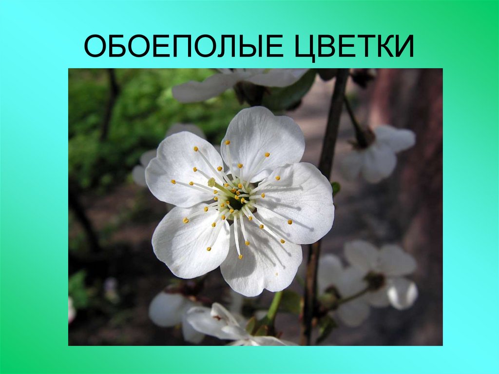 Цветковые растения 6 класс. Обоеполый цветок яблони. Обоеполые цветковые. Обоеполый цветок вишни. Тычиночные цветки.