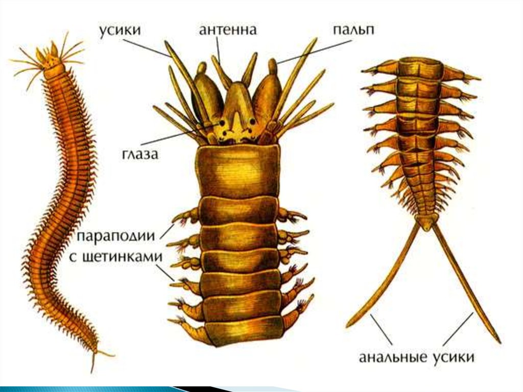 Параподия нереиды рисунок