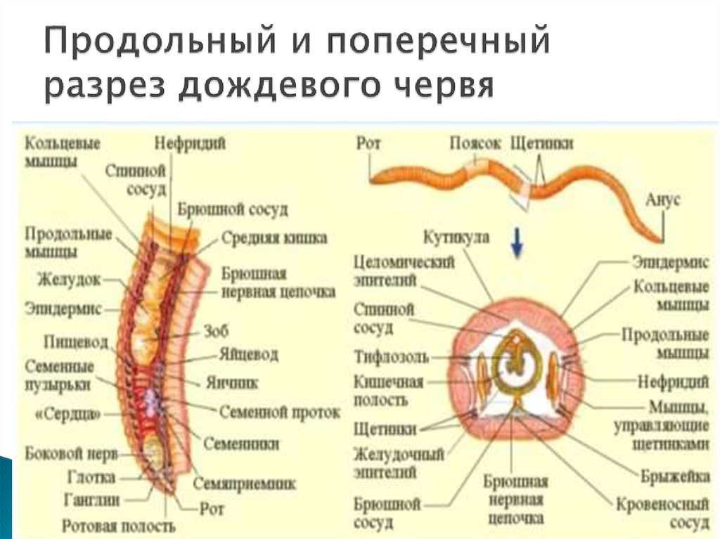 Строение тела червей. Схема поперечного разреза кольчатого червя. Поперечный срез кольчатого червя схема. Поперечное строение дождевого червя. Поперечный разрез малощетинкового червя.