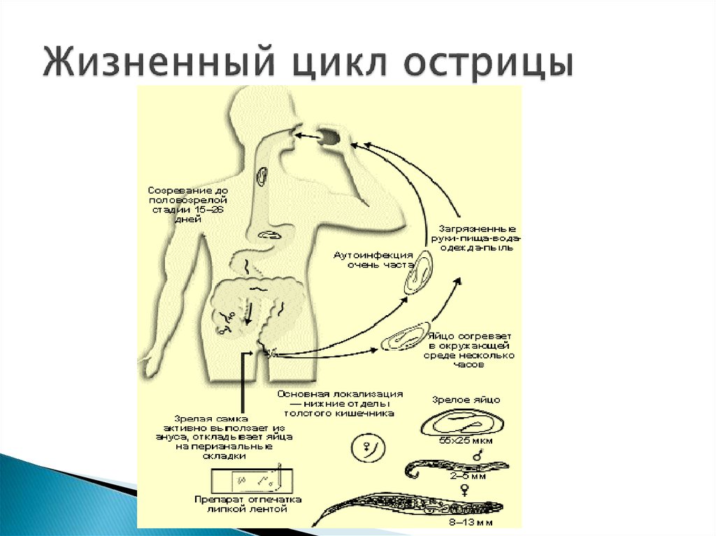 Рассмотрите рисунок на котором представлен цикл развития острицы и ответьте на вопросы