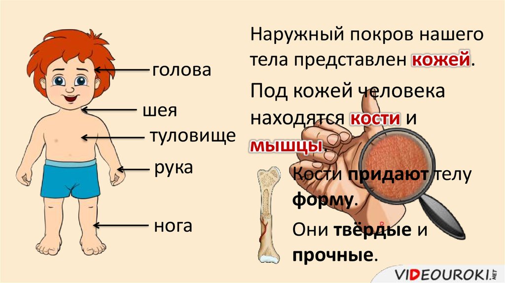 Работа тела человека