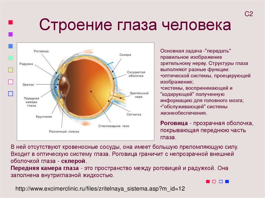 Оболочки глаза человека таблица. Внутренние структуры глазного яблока строение и функции. Строение глаза человека схема с описанием функций. Строение глаза кратко. Строение органа зрения оболочки глаза.