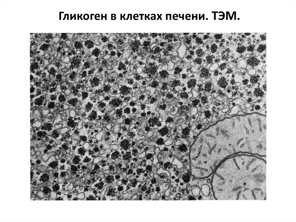 Митохондрии в клетках печени