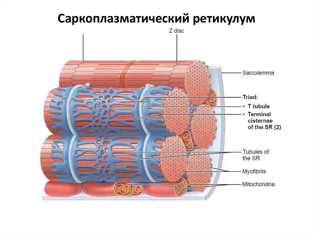 Т система. Саркоплазматический ретикулум мышечного волокна. Строение саркоплазматического ретикулума мышечного волокна. Строение мышцы саркоплазматический ретикулум. T система мышечного волокна.