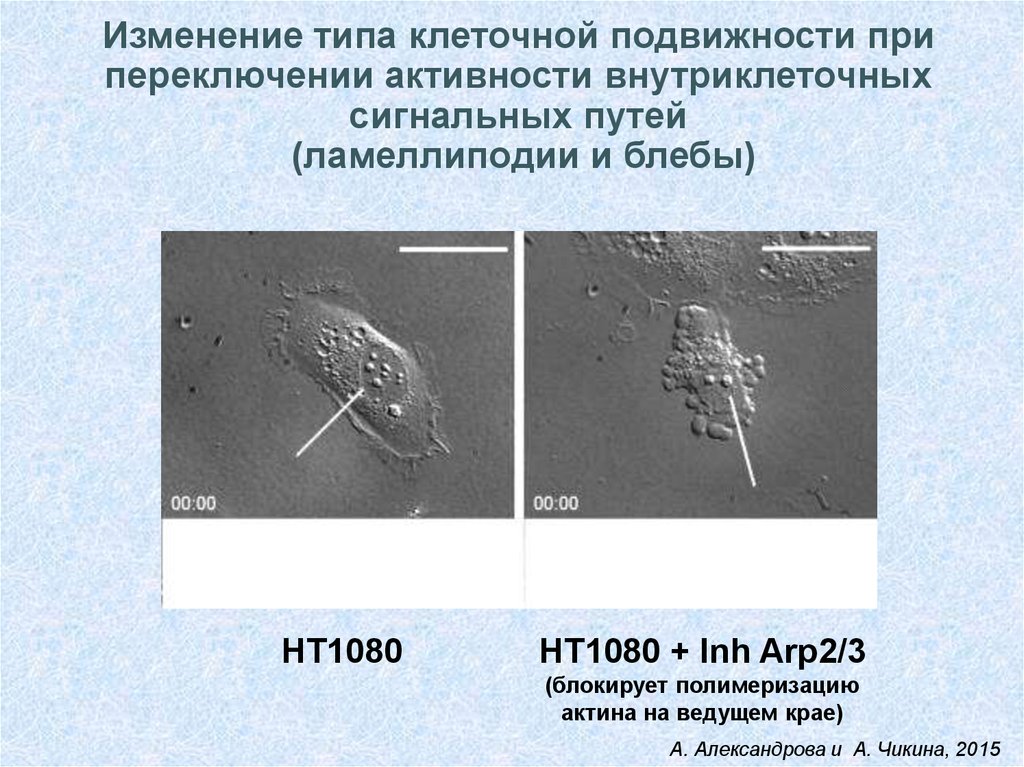 Изменения 6. Клеточная подвижность. Аппараты клеточной подвижности. Способы клеточной подвижности. Ламеллиподии подвижность.