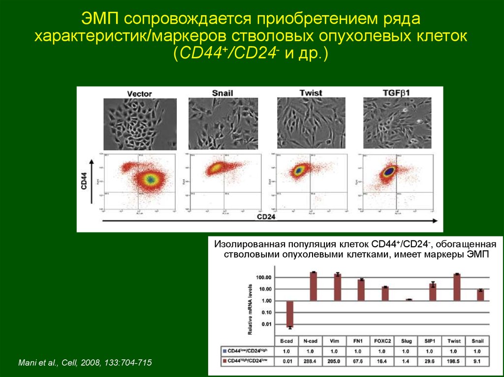 Виды клеточных популяций. Маркеры стволовых клеток. Маркеры стволовой клетки. CD маркеры и популяции. Свойства неопластических клеток.