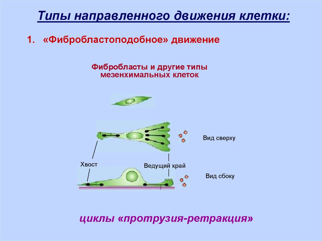 Движение клетки. Виды движения клеток. Органы движения клетки. Способы передвижения клеток. Постоянное движение клетки.