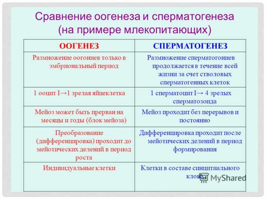 Гаметогенез у животных, спорогенез и гаметогенез у растений и процесс оплодотворения