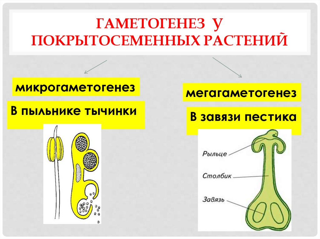 Мужские половые клетки цветковых. Гаметогенез у цветковых растений. Мегаспорогенез и микроспорогенез цветковых растений. Микроспорогенез у цветковых растений кратко. Микроспорогенез мегаспорогенез гаметогенез.