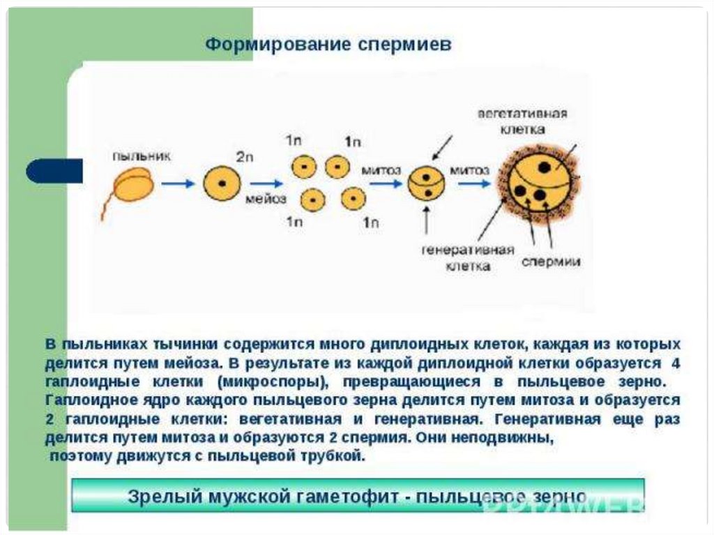 Гаметогенез у животных презентация