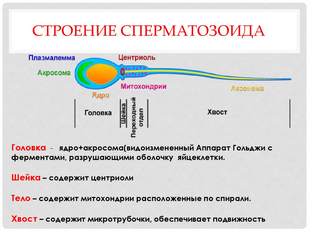 Строение сперматозоида